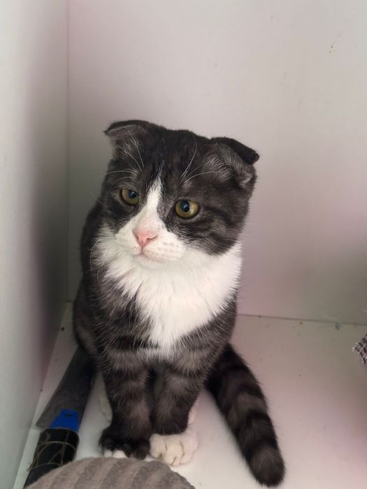 Кошка сатыладыыыы