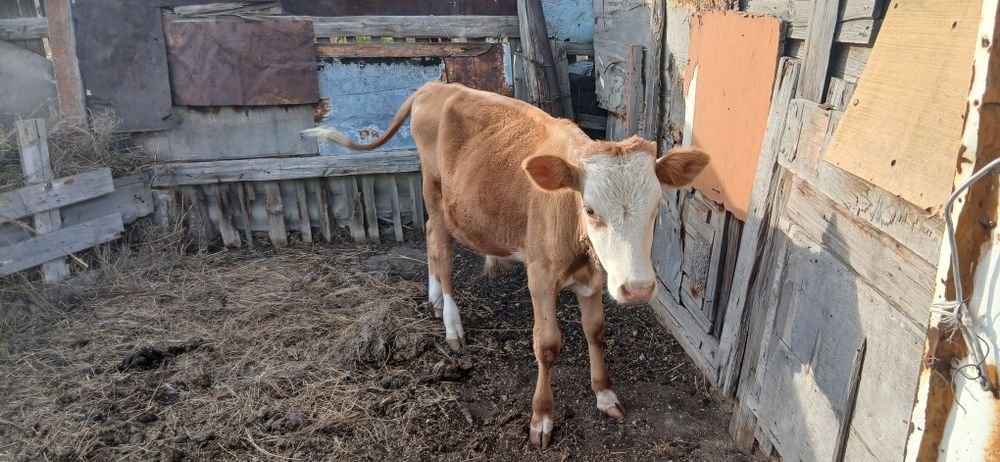 Продам бычка. Бычок.