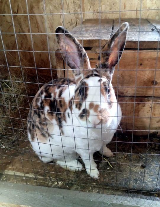 Кролики Рекс разных окрасов.