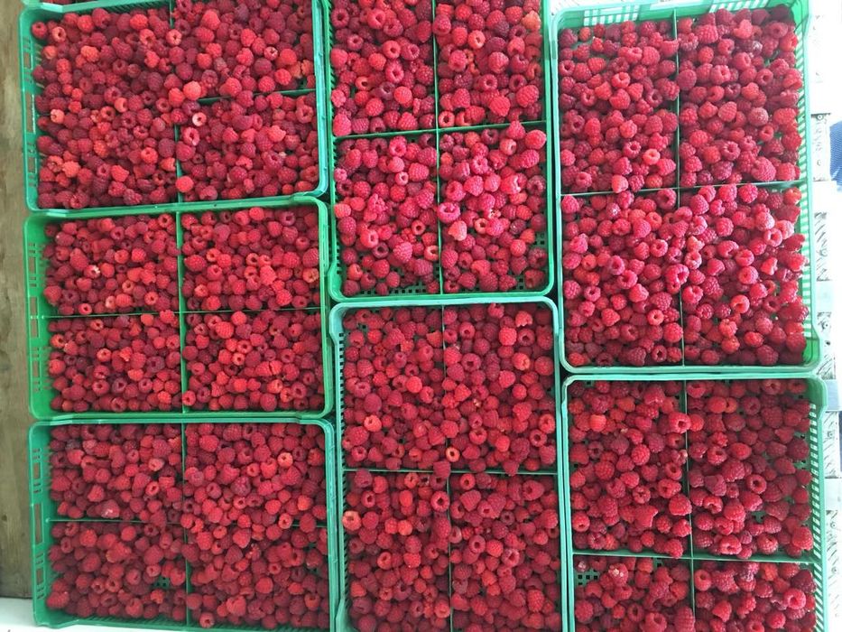 Доставка на зам. манатарка,челадинка, пачи крак и други