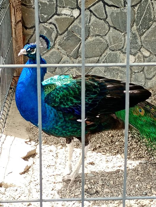Păuni de vânzare umăr negru