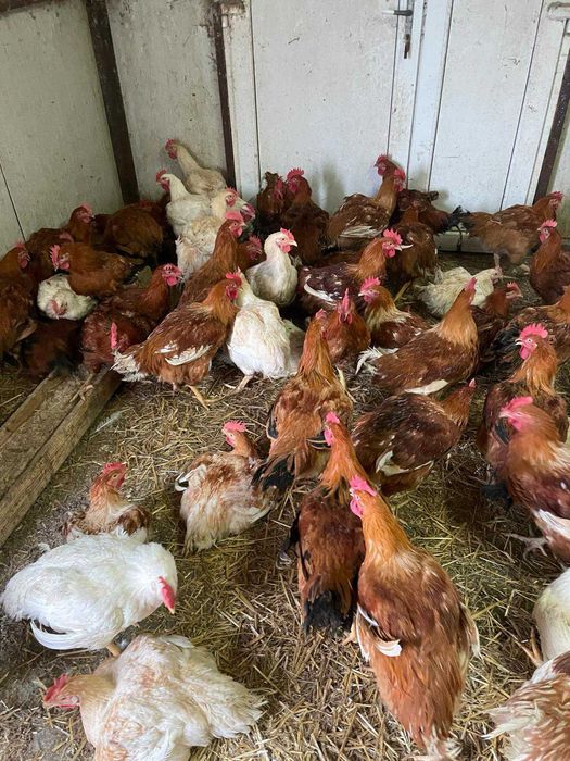 Oua de găină de la tara