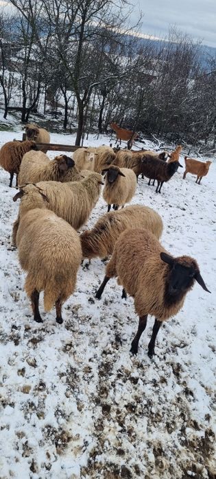 Vand oi gestante și tinere