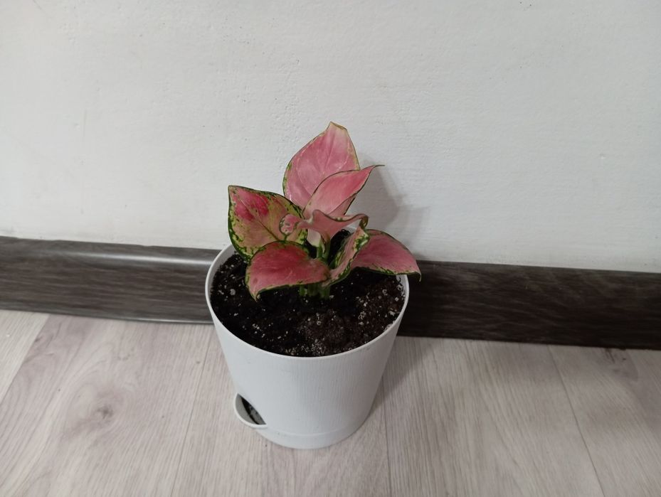 Разные комнатные цветы