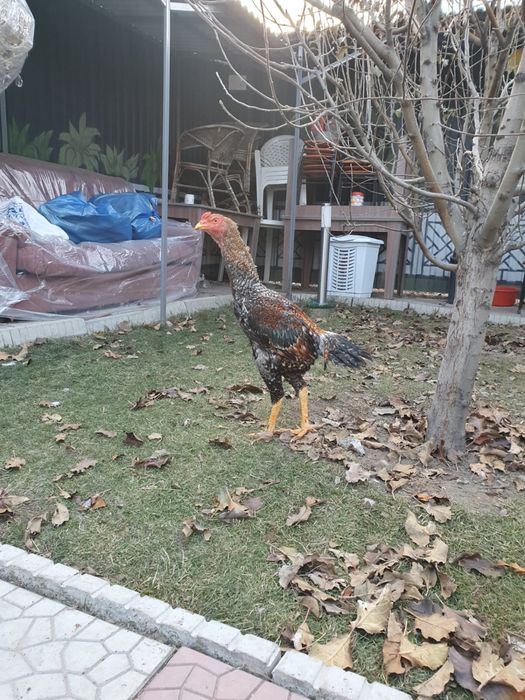 Петухи дакан бойцовые