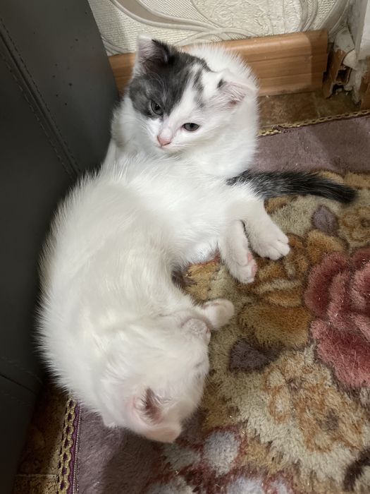 Отдам котят в добрые руки