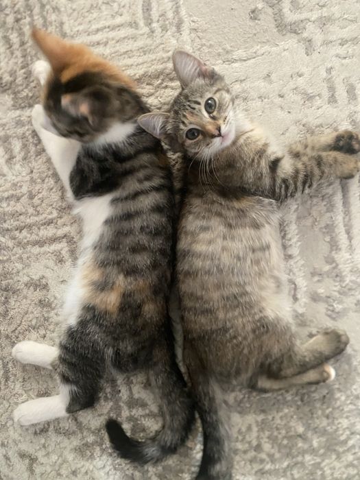 Отдам котят в добрые руки