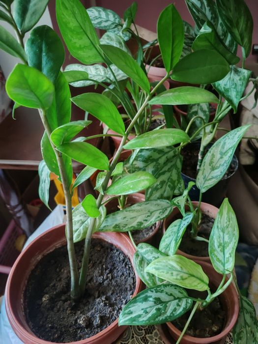 Продам цветы от600т и выше