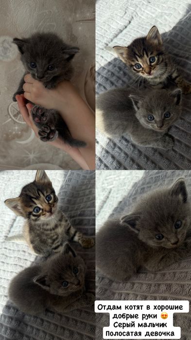 Отдам котят бесплатно