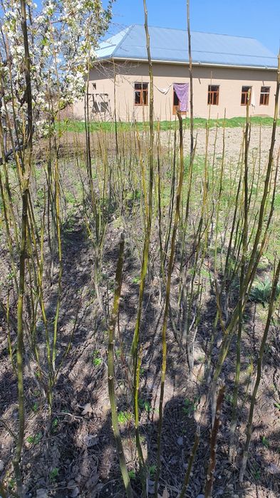 Йонгок кучатлари