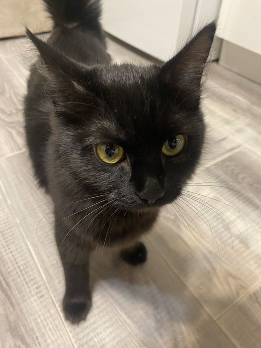 Отдам кошку в хорошие руки