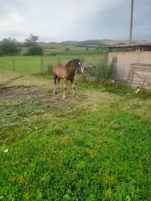 Vând sau schimb mânz de 3 luni