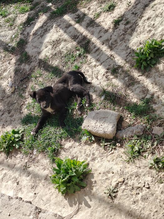 Отдам даром щенки