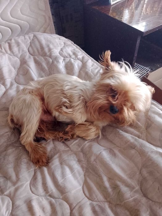 Продам  мини Йорка мальчик