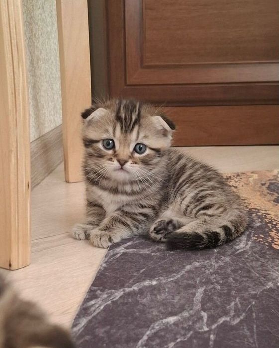 Вислоухие Шотландские котята