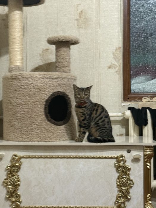 Продаёться домик для кошек .