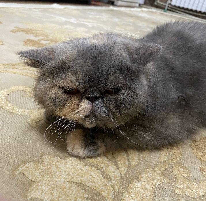 Отдам кошку в хорошие руки