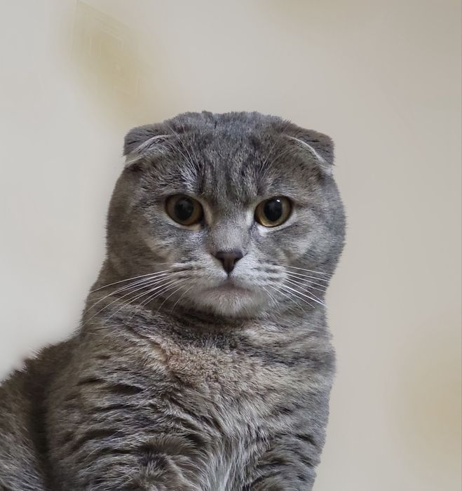 Кошка породы скотиш фолд