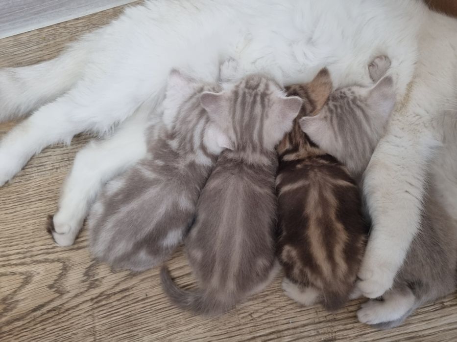 Котята породистые