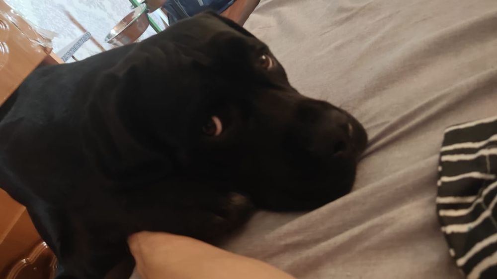 Продам щенка кони Корсо