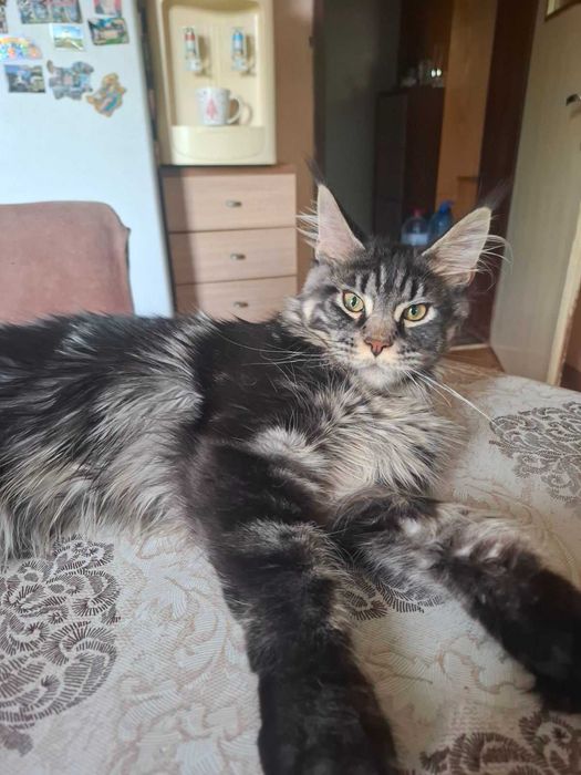 Maine Coon (Мейн кун)