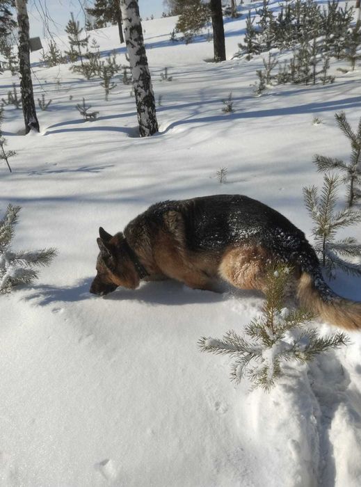 Вязка кабель немец
