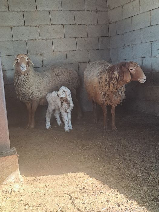 Овцы продам сатам