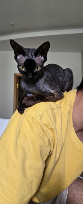 Свести, девонрекс девочка