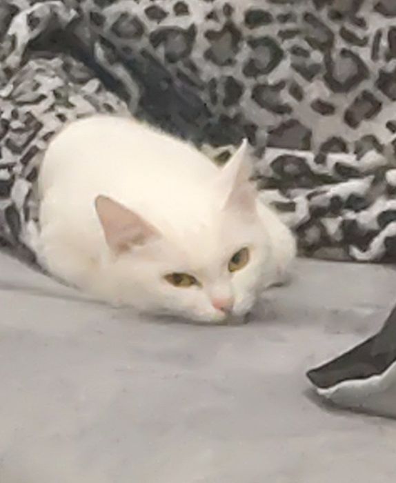 Пропала Кошка, Около 7 микрорайона