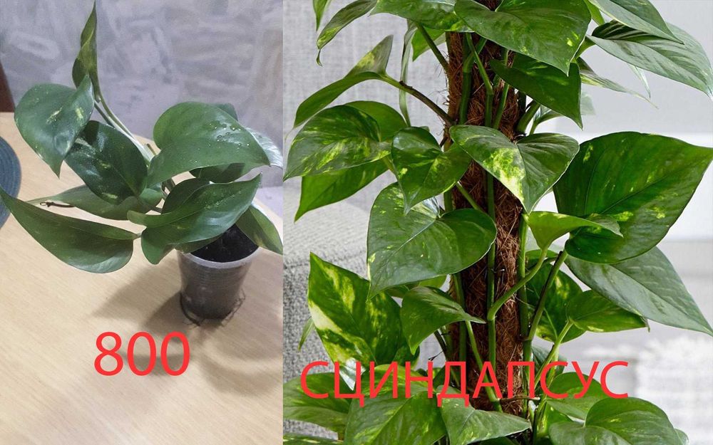 Продам  разные  цветы