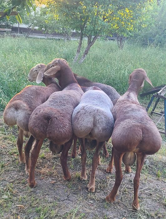 Qoylar qoy bor. Qochqor