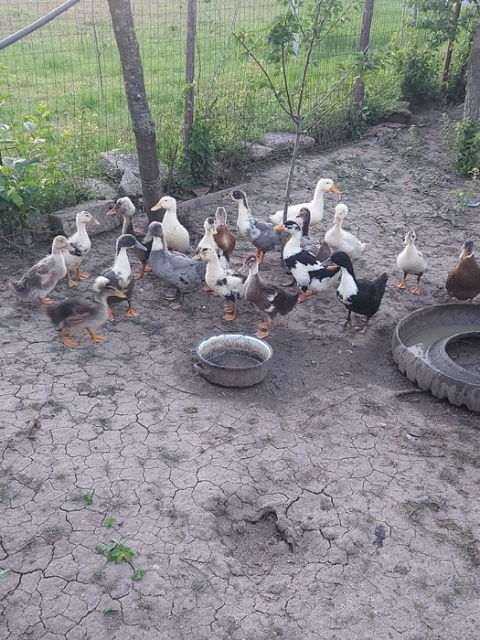 Vând rațe românești