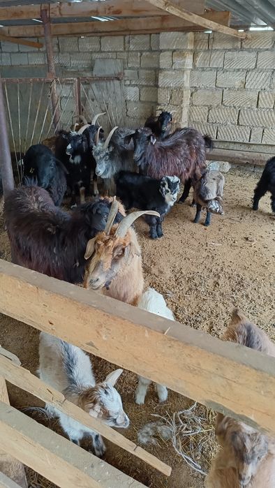 Лақты ешкілер сатылады.