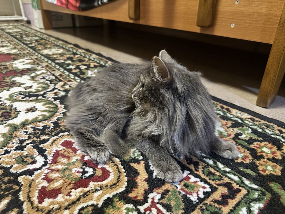 Отдам кошку в добрые руки