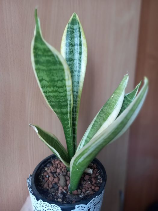 Продам цветы разные