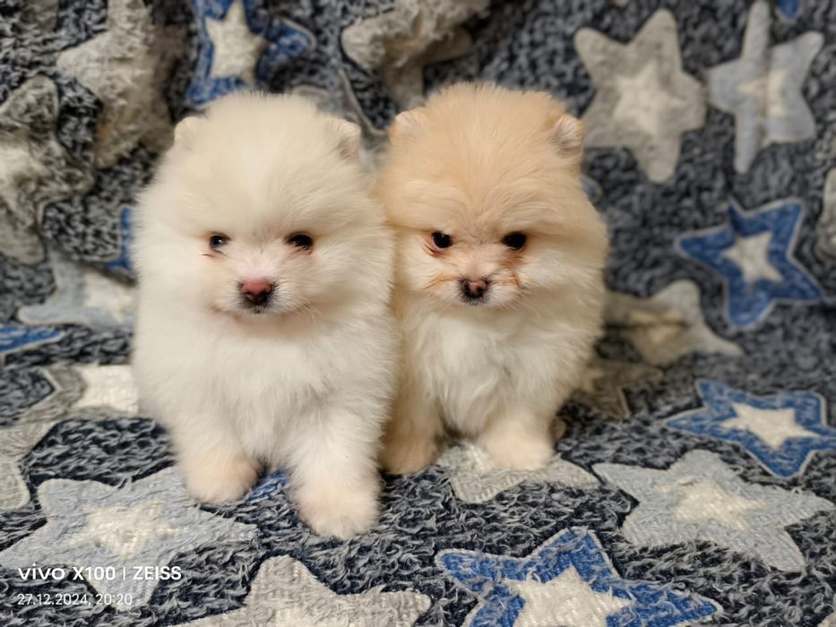 Очаровательные щенки шпица.