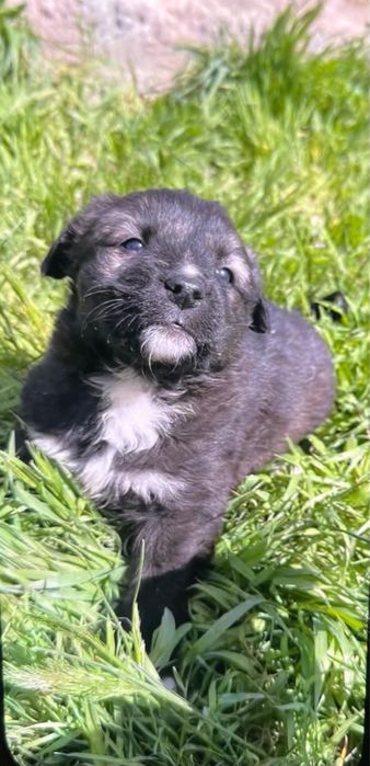 В добрые руки щеночков