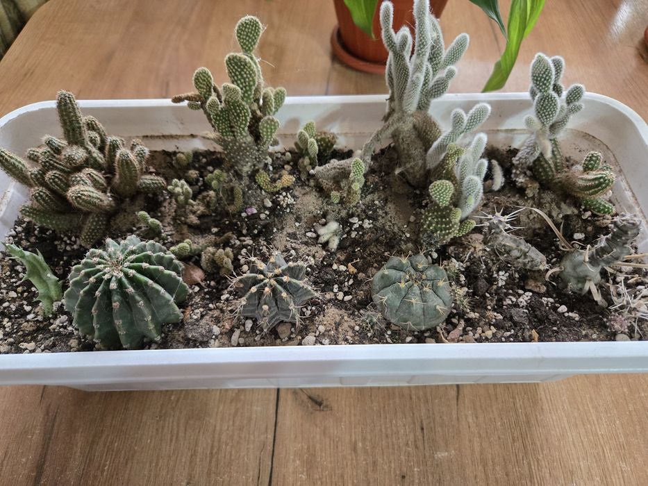 Продам садики из суккулентов