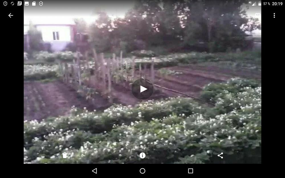 Таёжная земляника (рассада