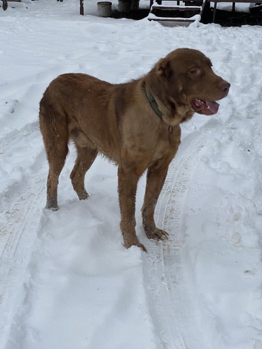 Төбет сатлады 1 жас