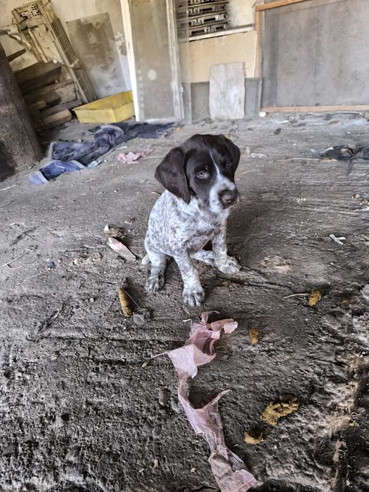 Продавам женско куче Курцхаар