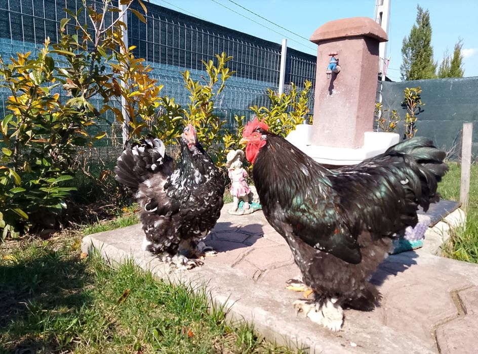 Pereche cochinchina negru bobat schimb cu porumbei  standard american sau king