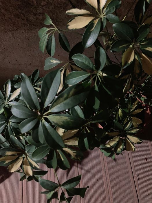 Цвете шафлера(шарена и Юка в саксия