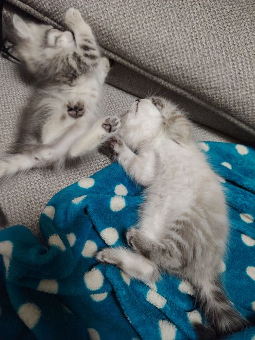 Невская маскарадная