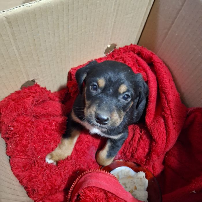 Подарявам малко кученце