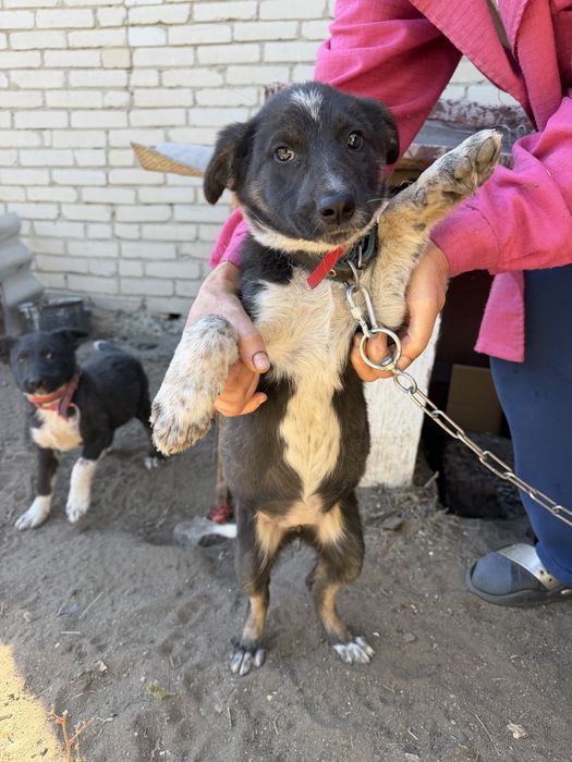 Девочка собака ищет дом