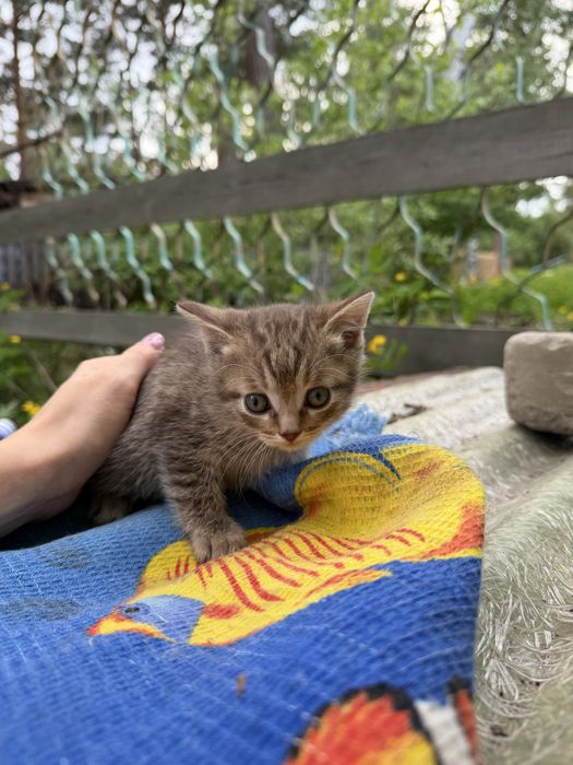 Отдам котенка в добрые руки