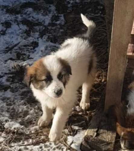 Donez 5 caței și 2 cațelușe de rasă metis ciobănesc