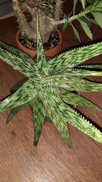 Пахиподиумы Суккуленты Цветы