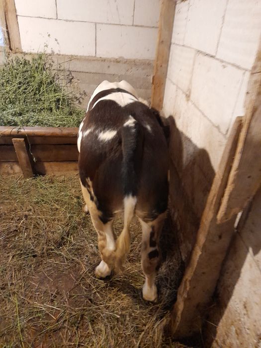 Vind doi taurasi 180 200 kg unul belgian si unul baltat pe negru